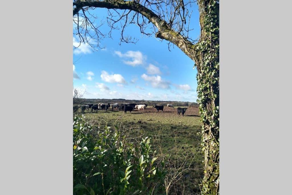 Milking Shed Cottage Narberth Εξωτερικό φωτογραφία